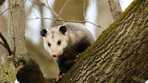 Possum Vs. Opossum: What Is The Difference?