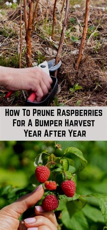 How To Prune Raspberries For A Bumper Harvest Year After Year | Veg garden, Pruning raspberries ...