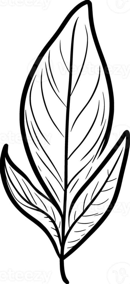 leaf with a black and white cartoon, drawing. 29317506 Stock Photo at ...