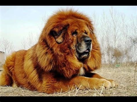 Tibetan Mastiff - the lion dog - YouTube