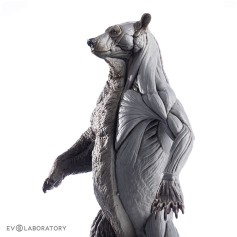 Grizzly Bear Anatomical Figure 1:12 scale - Bone Clones - Osteological Reproductions