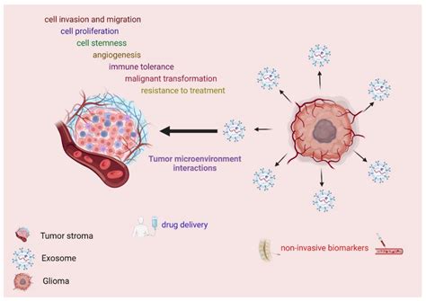 IJMS | Free Full-Text | Exosomes as Novel Diagnostic Biomarkers and Therapeutic Tools in Gliomas