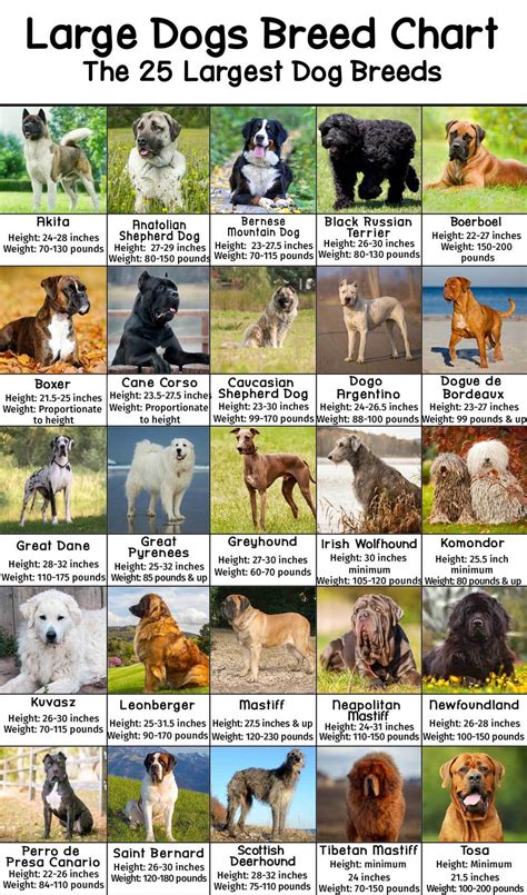 Acquire Dog Breeds List Free Photos - Www