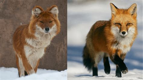 11 Dogs That Look Like a Fox - PetHelpful