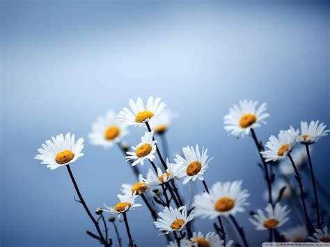 White Daisy Wallpaper - Colors Wallpaper (34692144) - Fanpop