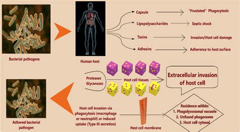 Stages of Microbial pathogenesis The bacterial components (factors ...