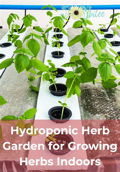 Hydroponic Herb Garden for Growing Herbs Indoors - Joybilee