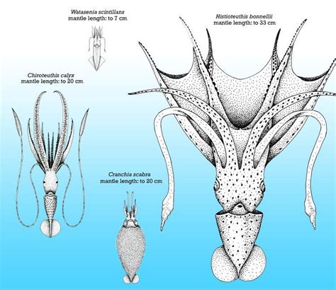 Scientific Illustration | rhamphotheca: Diversity of Squid The giant...