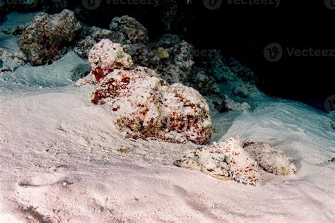 octopus underwater portrait hunting in sand 12025897 Stock Photo at Vecteezy