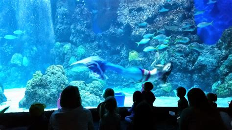 Explore Colorado: The Downtown Aquarium Mystic Mermaids Show -Where ...