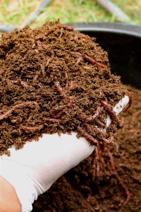 Worm Castings: A (Very) Natural Plant Fertilizer & Booster