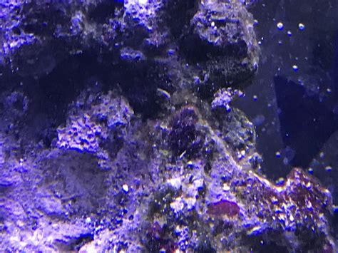 Hydroids? | REEF2REEF Saltwater and Reef Aquarium Forum