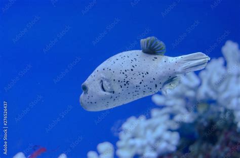 sea fish-dog in the aquarium Stock Photo | Adobe Stock