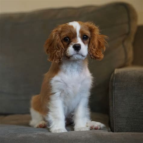 How Long Is A Cavalier King Charles Spaniel Pregnant