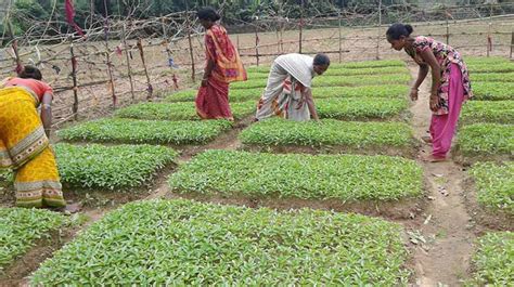 Collective Farming: Creating an Identity for Women Farmers | Sampark.Net – The Rural Connect