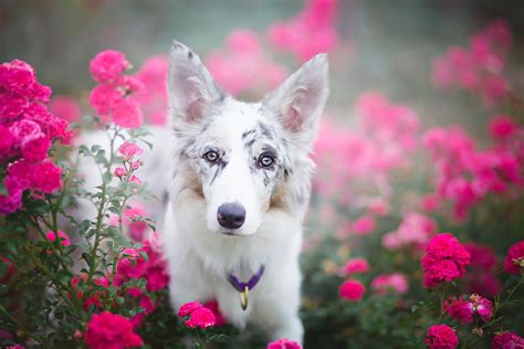 Puppies and Flowers Wallpapers (63+ images)