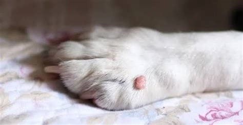 Nail Like Growth On Dog Tail & Foot Pads (Cutaneous Horns?)