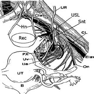 (PDF) Anatomy and histology of apical support: A literature review ...