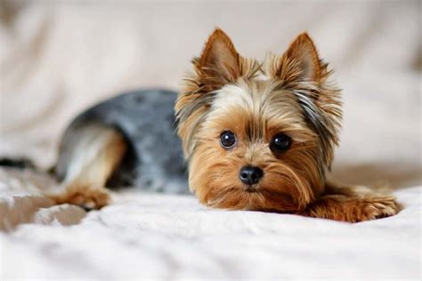 The 7 Varieties of Yorkie Breeds – MarCuke