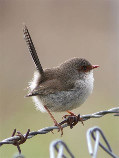 female Superb Fairy-wren (Malurus cyaneus) | Felt birds