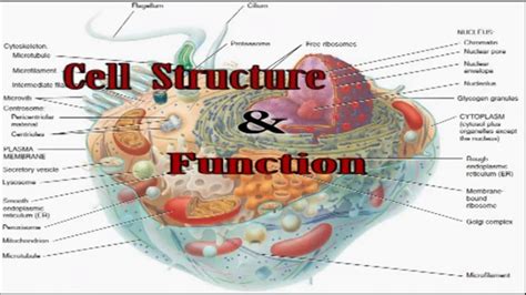 Overview Of Cell Structure - Riset