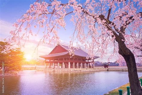 Gyeongbokgung palace with cherry blossom tree in spring time in seoul ...