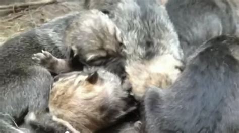 White Wolf : Mexican Wolf Pups Born In New York's Wolf Conservation Center (VIDEO)