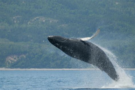 Tadoussac Whale Watch by Zodiac Tour | Trailfinders