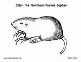 Pocket Gopher Coloring Page sketch template