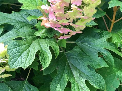 Hydrangea quercifolia ‘Snow Queen’ – Falls Village Flower Farm