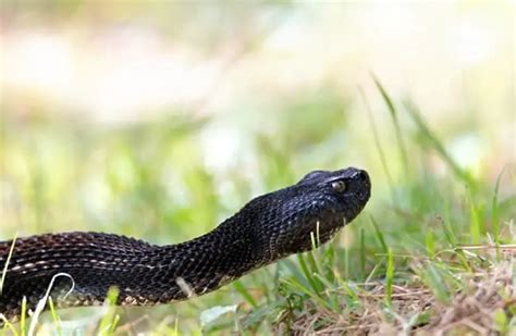 Timber Rattlesnake - Description, Habitat, Image, Diet, Interesting Facts