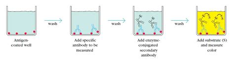 ELISA : Principle, Procedure, Types, Applications and Animation - Laboratoryinfo.com