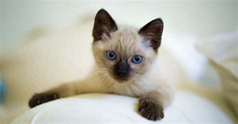 How to choose a good cat breeder - Your Cat