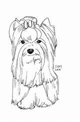 Yorkie Puppy Coloring Pages To Print sketch template