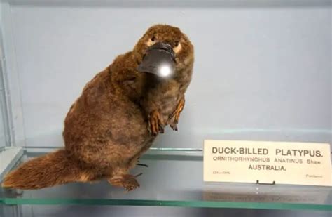 Platypus - Description, Habitat, Image, Diet, and Interesting Facts