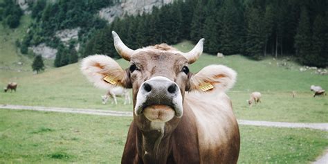 Is there more to methane than cow farts? | Zurich Insurance