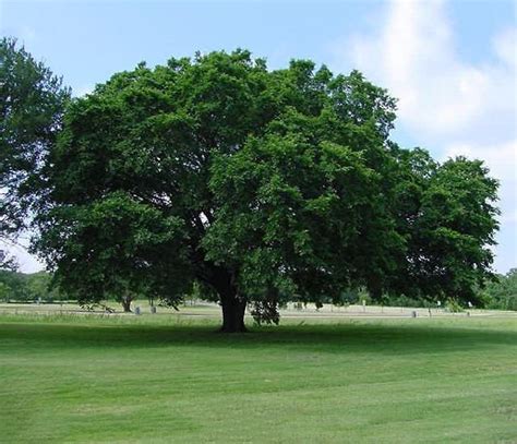 American Elm Tree For Sale | The Tree Center