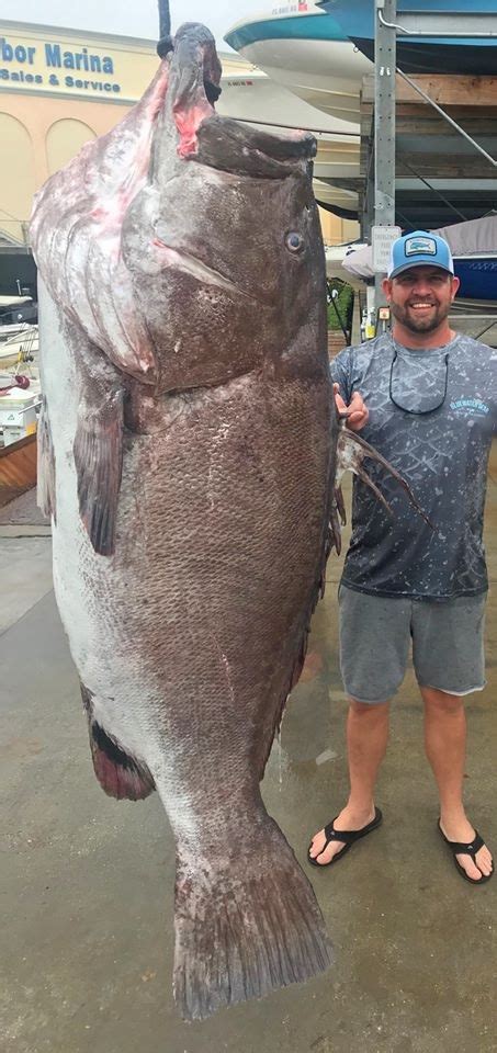 350 Pound Record Grouper Caught Southwest Florida - Wacky Explorer