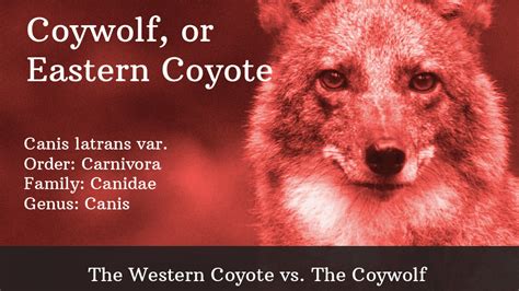 Meet the Coywolf | A Field Guide to the Coywolf | Nature | PBS