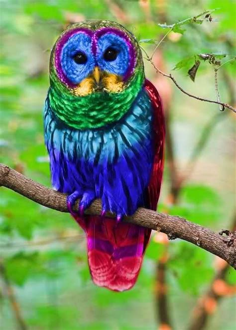 rainbow owl real - Google Search | Wild animals pictures, Owl, Beautiful birds