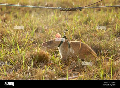 African giant pouched rat hi-res stock photography and images - Alamy