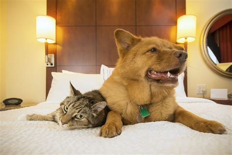 Majority of Hilton’s hotels are now pet friendly - WTOP News