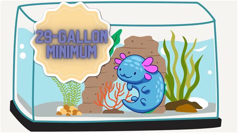 Selecting the Ideal Axolotl Tank Size: A Guide – Axolotl Authority