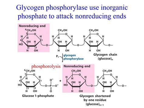 PPT - Glycogen metabolism PowerPoint Presentation, free download - ID ...