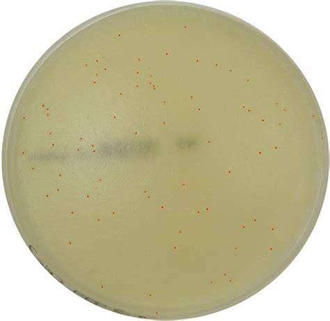 Proteose Peptone Rice Agar – E & O Laboratories Ltd