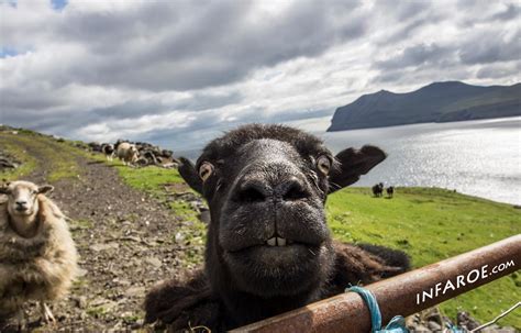 Only in the Faroe Islands - inFaroe.com