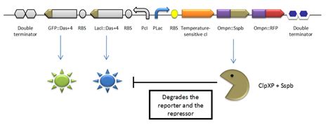 Team:UPO-Sevilla/Project/Improving Flip Flop/Proteolysis/Proteolysis regulation - 2011.igem.org