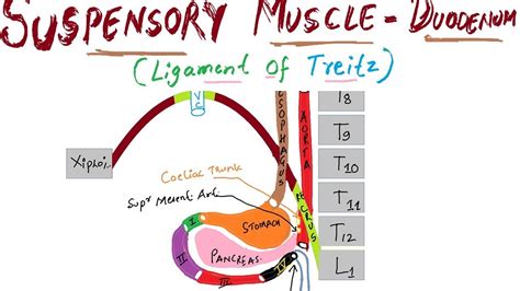 Ligament Of Treitz Anatomy - Anatomical Charts & Posters