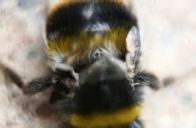 Bumblebee conservation Trust – Peter Graystock