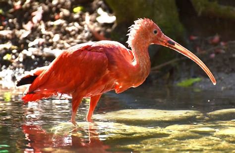 Scarlet Ibis - Description, Habitat, Image, Diet, and Interesting Facts